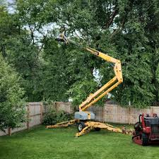 Best Tree Maintenance Programs  in Lafayette, CA
