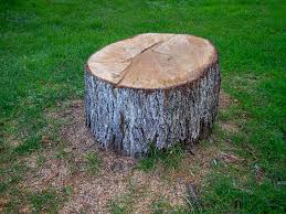 Best Tree Trimming and Pruning  in Lafayette, CA