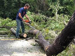 Best Seasonal Cleanup (Spring/Fall)  in Lafayette, CA