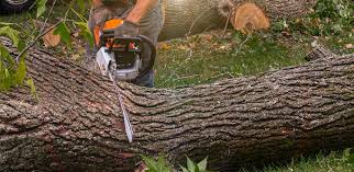 Best Tree Preservation Services  in Lafayette, CA