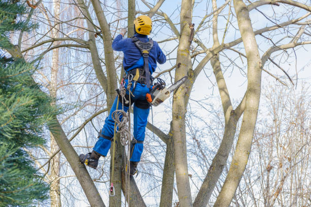  Lafayette, CA Tree Care Pros