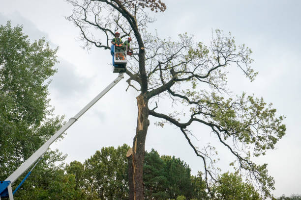 How Our Tree Care Process Works  in  Lafayette, CA