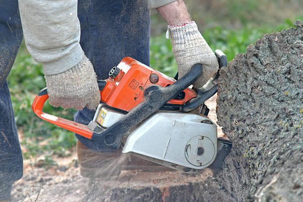 Best Leaf Removal  in Lafayette, CA