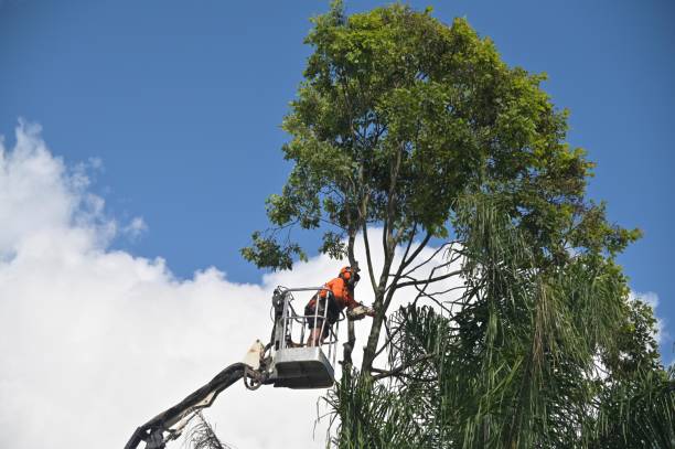 Lawn Renovation and Restoration in Lafayette, CA