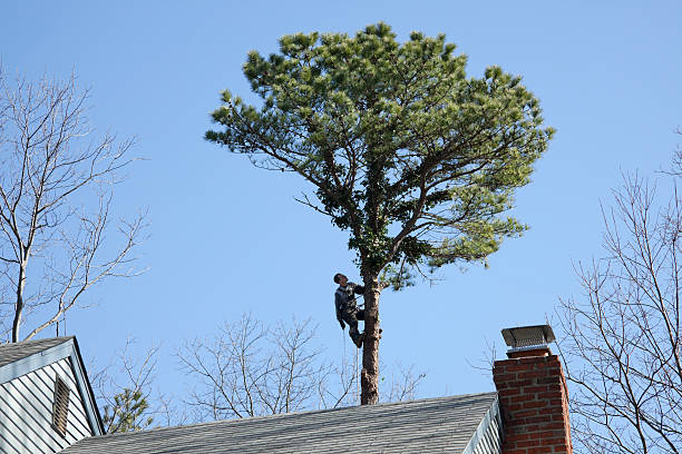 Professional Tree Care in Lafayette, CA