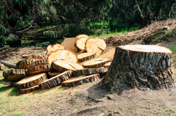 Best Tree Health Inspection  in Lafayette, CA